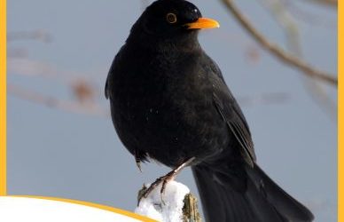 Week-end national de comptage des oiseaux des jardins : le 30 et 31 janvier 2021