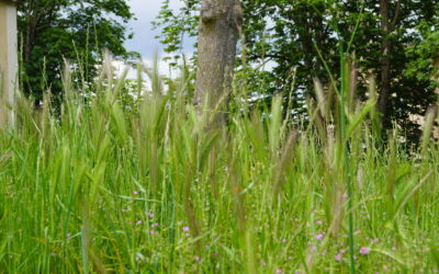 25/09 : Balade nature au Parc de Rancé-à la découverte de la biodiversité